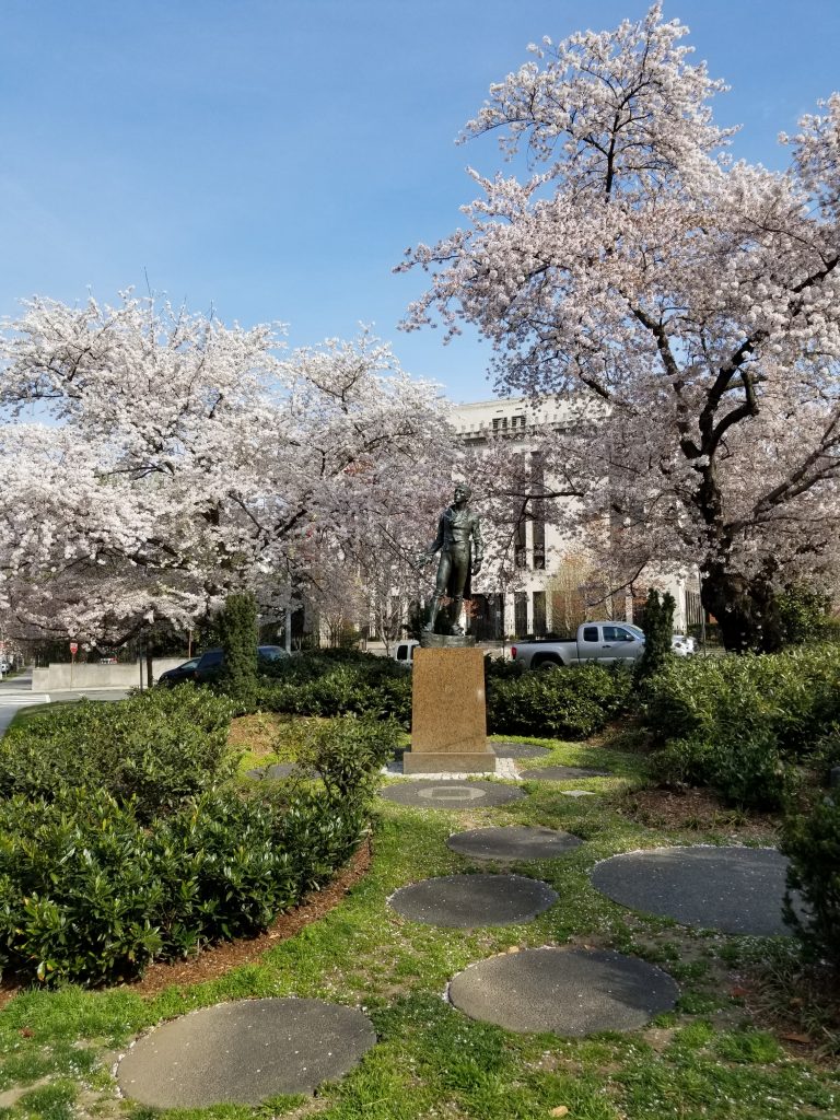 washington dc cherry blossoms