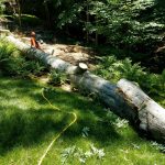 Tree Removal Roswell GA