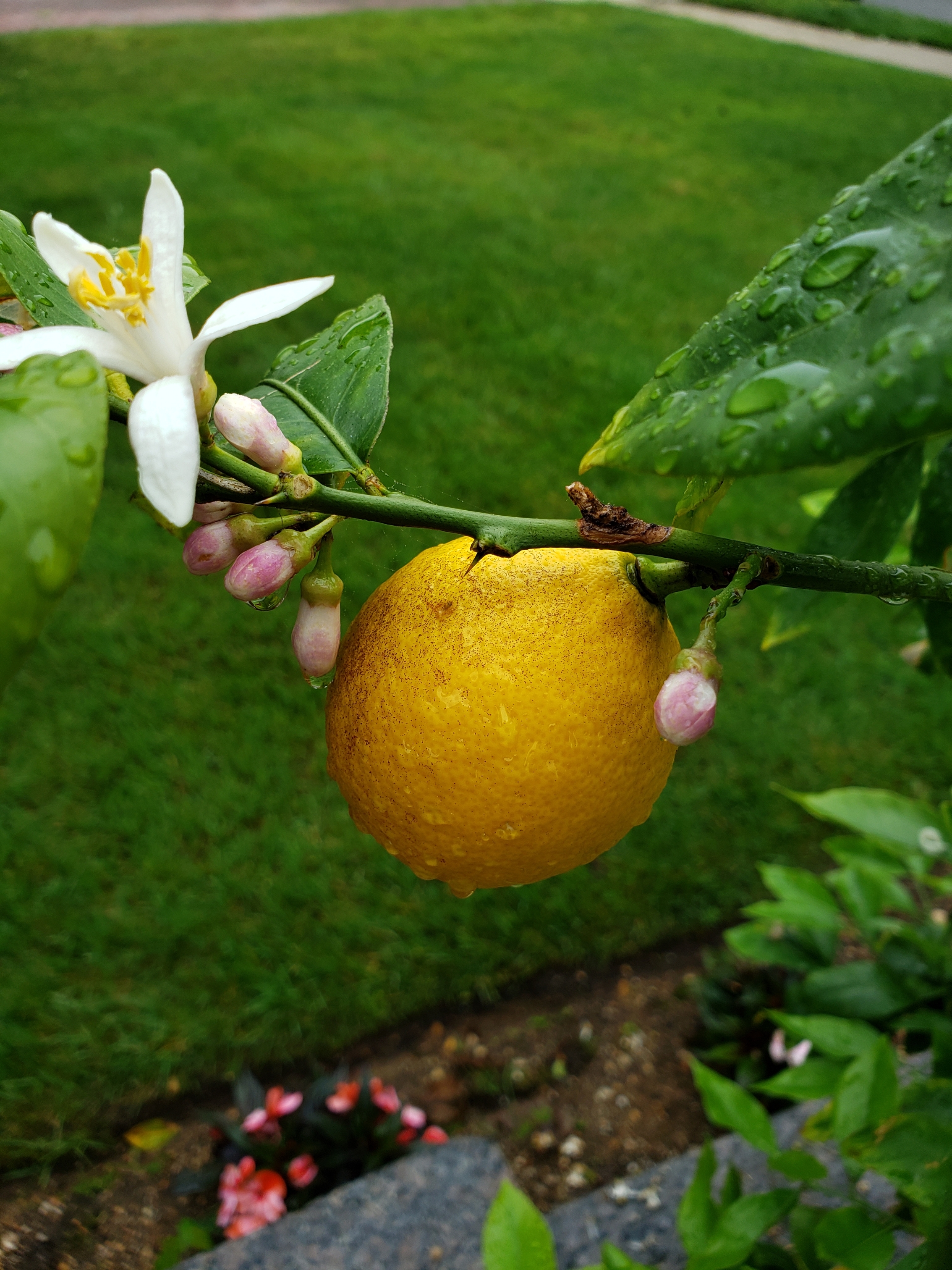 fruit tree treatments massapequa ny