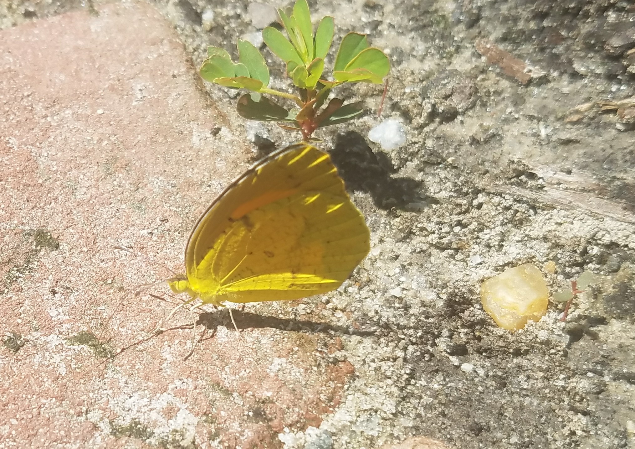 vienna va orange sulfur butterfly