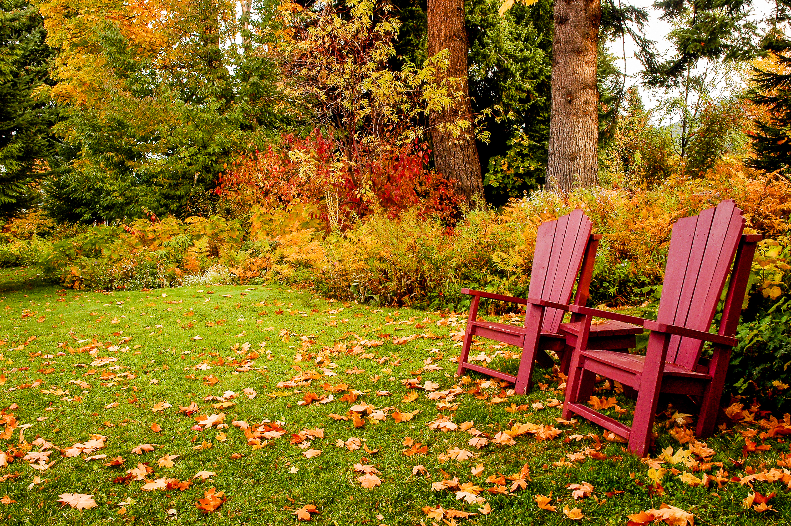 red chairs on autumn lawn with fallen leaves