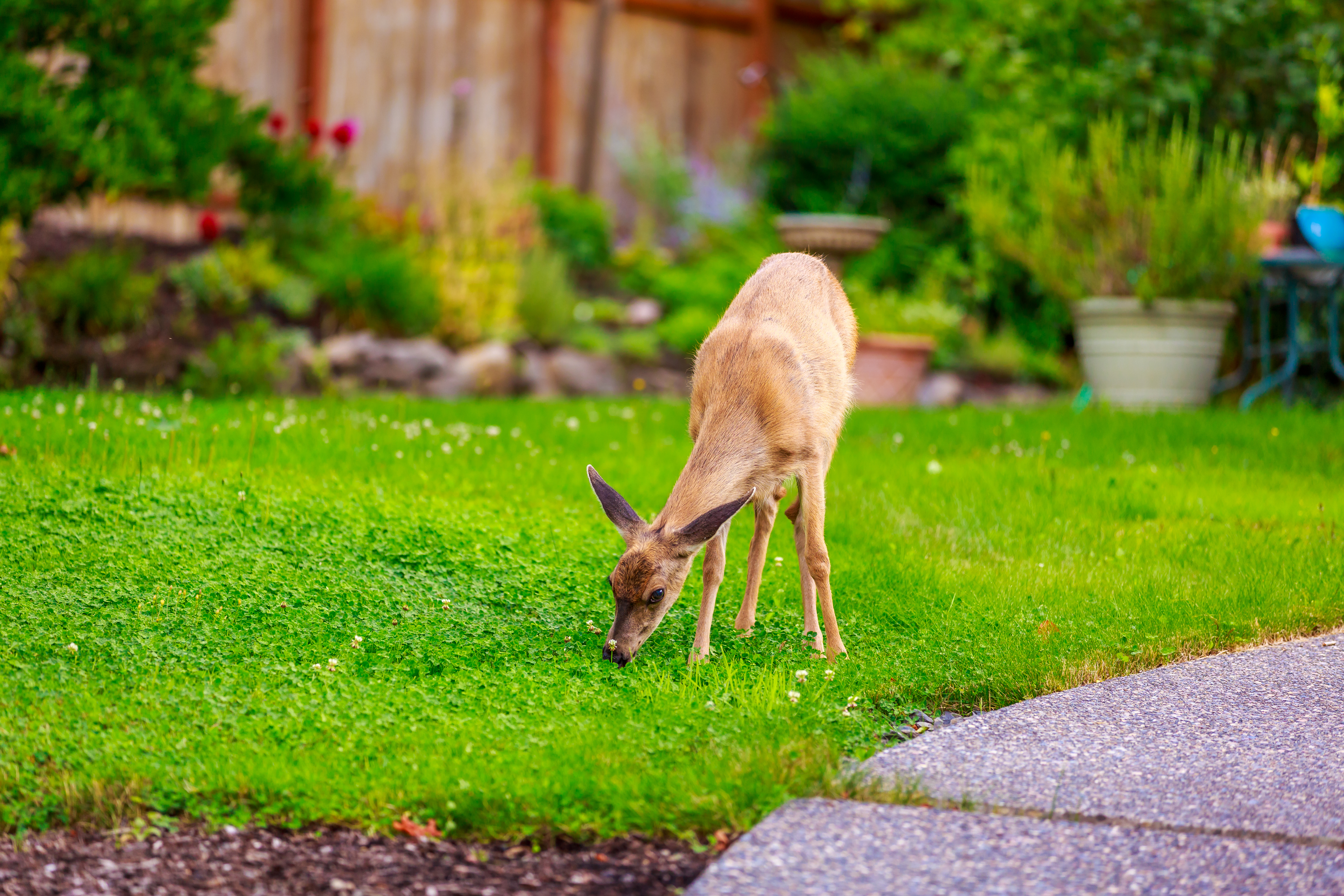 hungry deer eating lawn