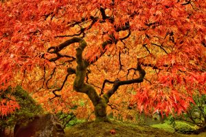 Japanese Maple tree