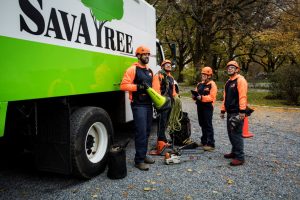 tree service workers