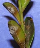 spores of the boxwood blight fungus