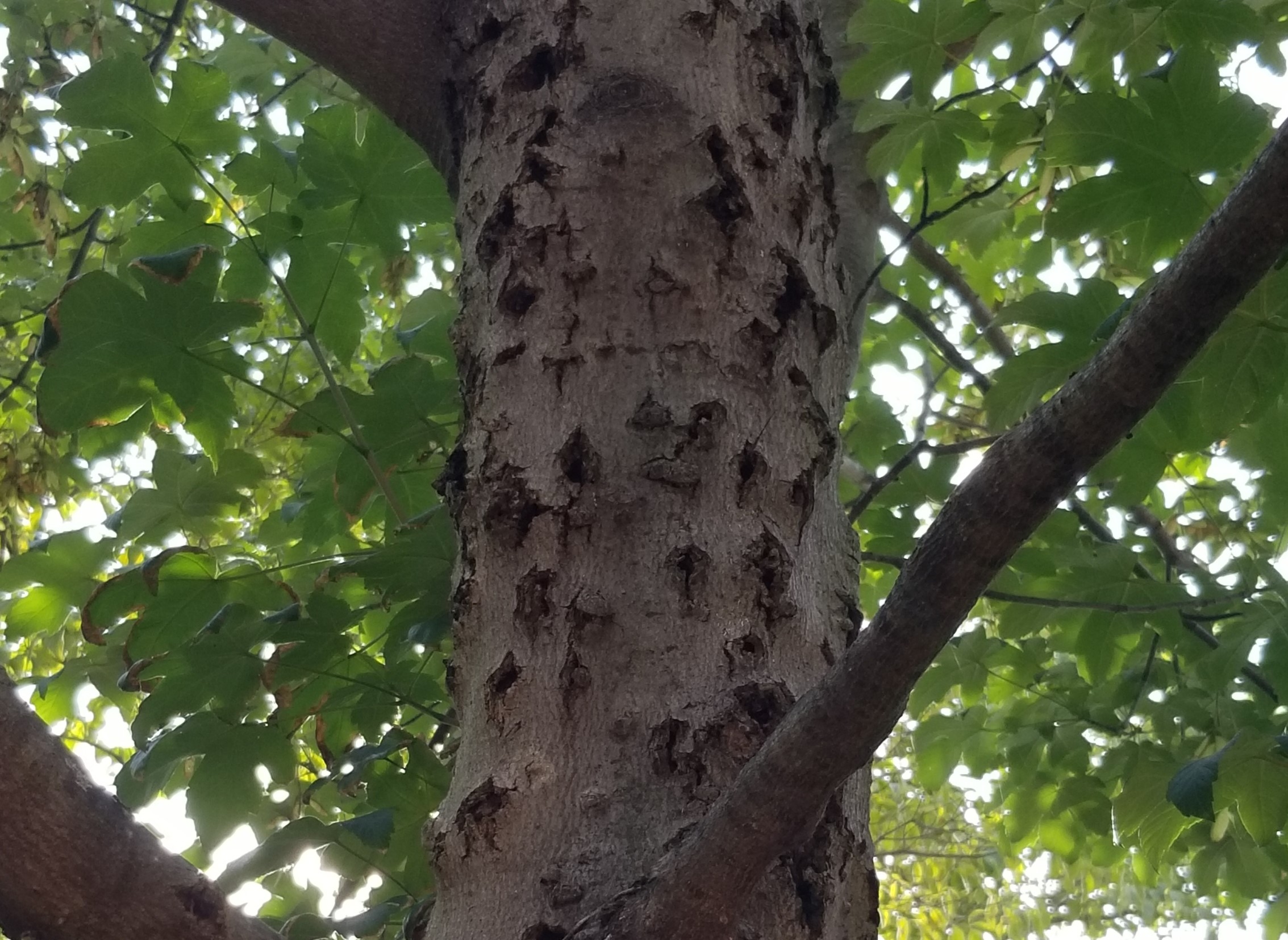 tree with bad stem cankers