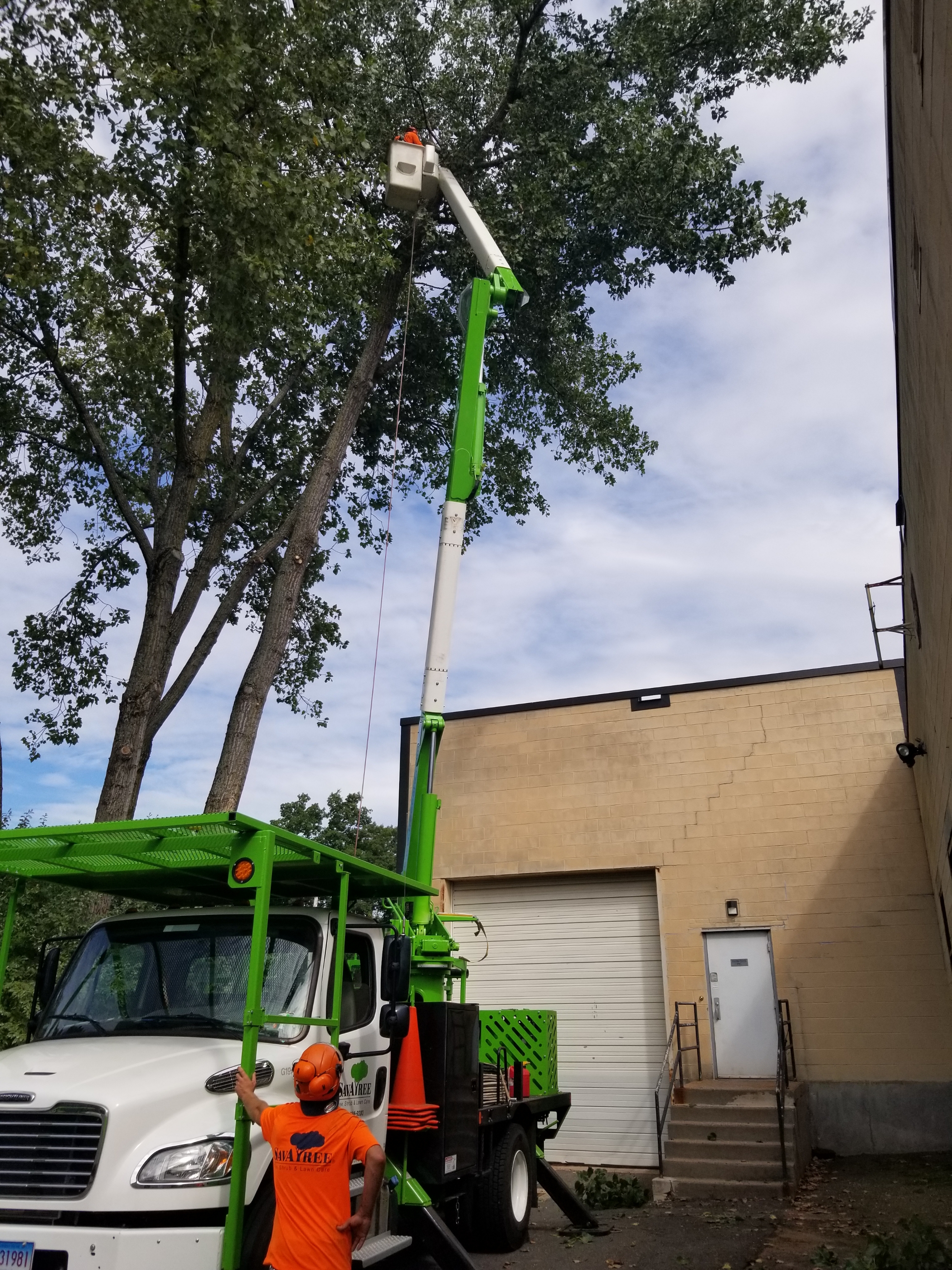 tree service south windsor CT