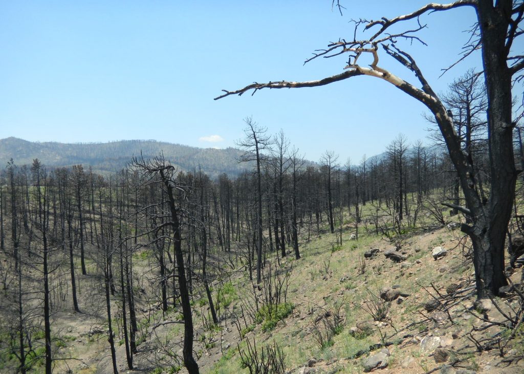 barren forest after wildfire