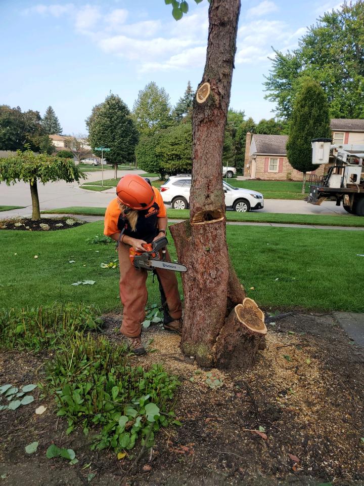 tree service in Rochester, MI