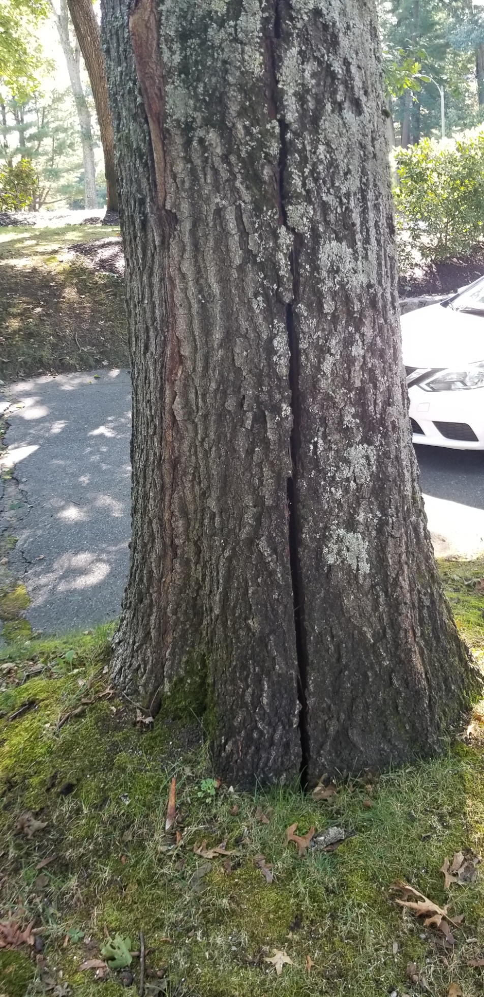 Framingham MA Tree Care