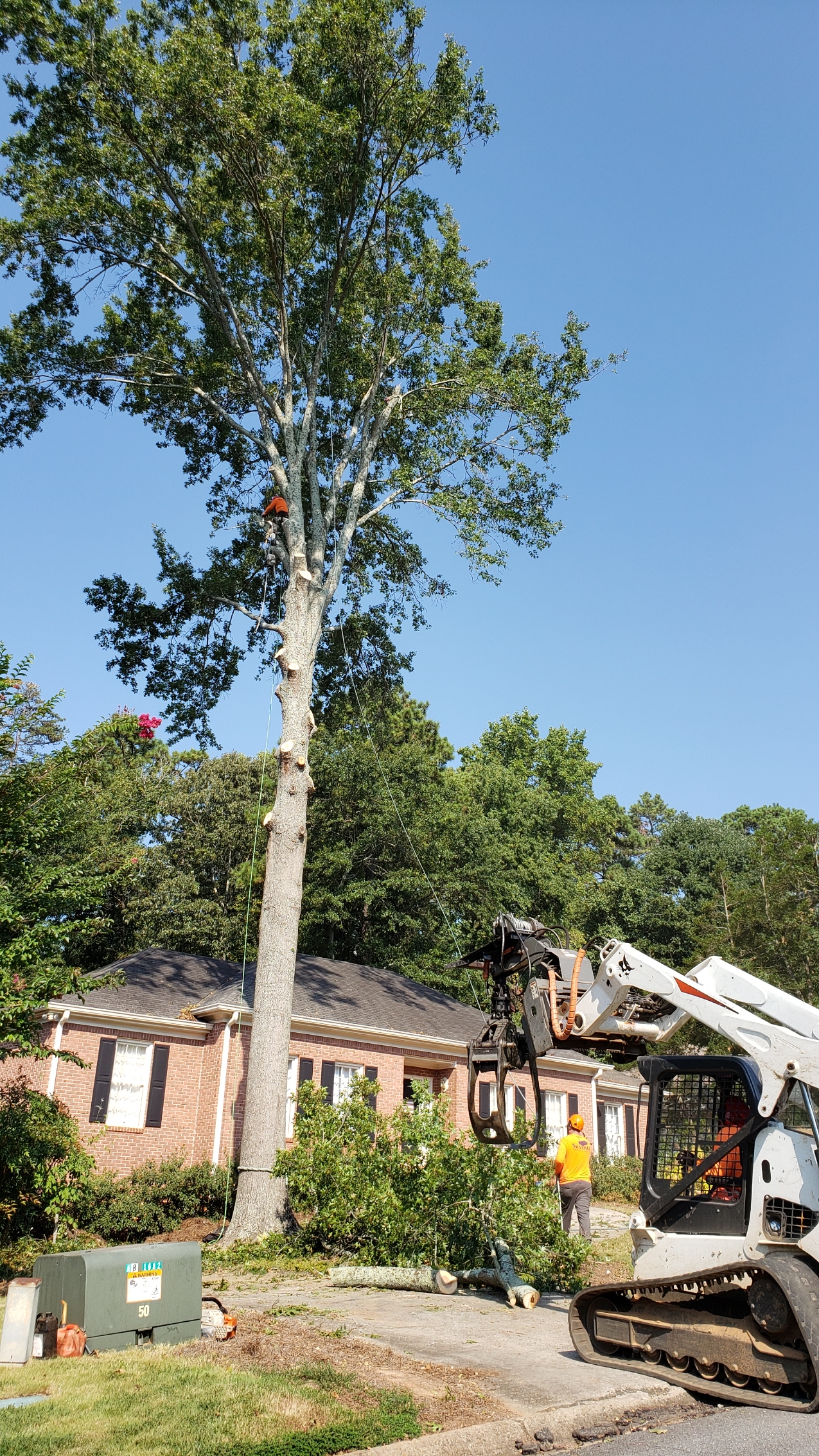 tree removal in Marietta, GA