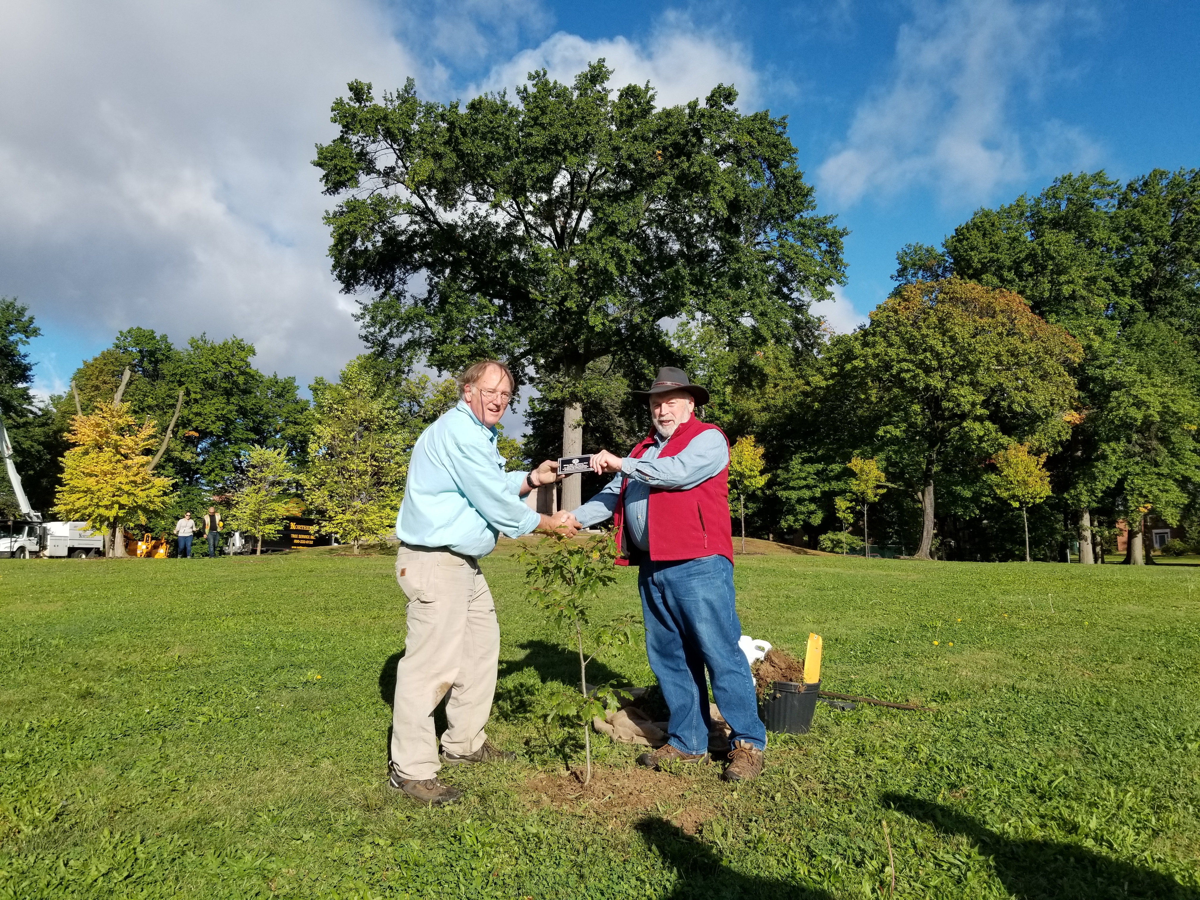 Tree Service in Hartford, CT