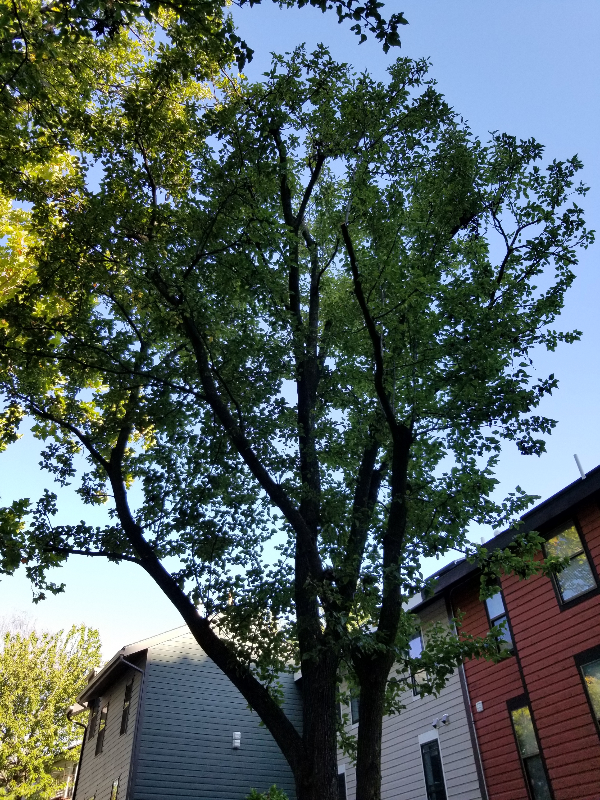 East Cambridge, MA Tree Trimming