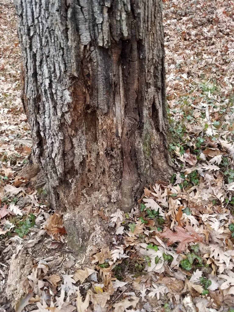 Tree Service in Reston, VA