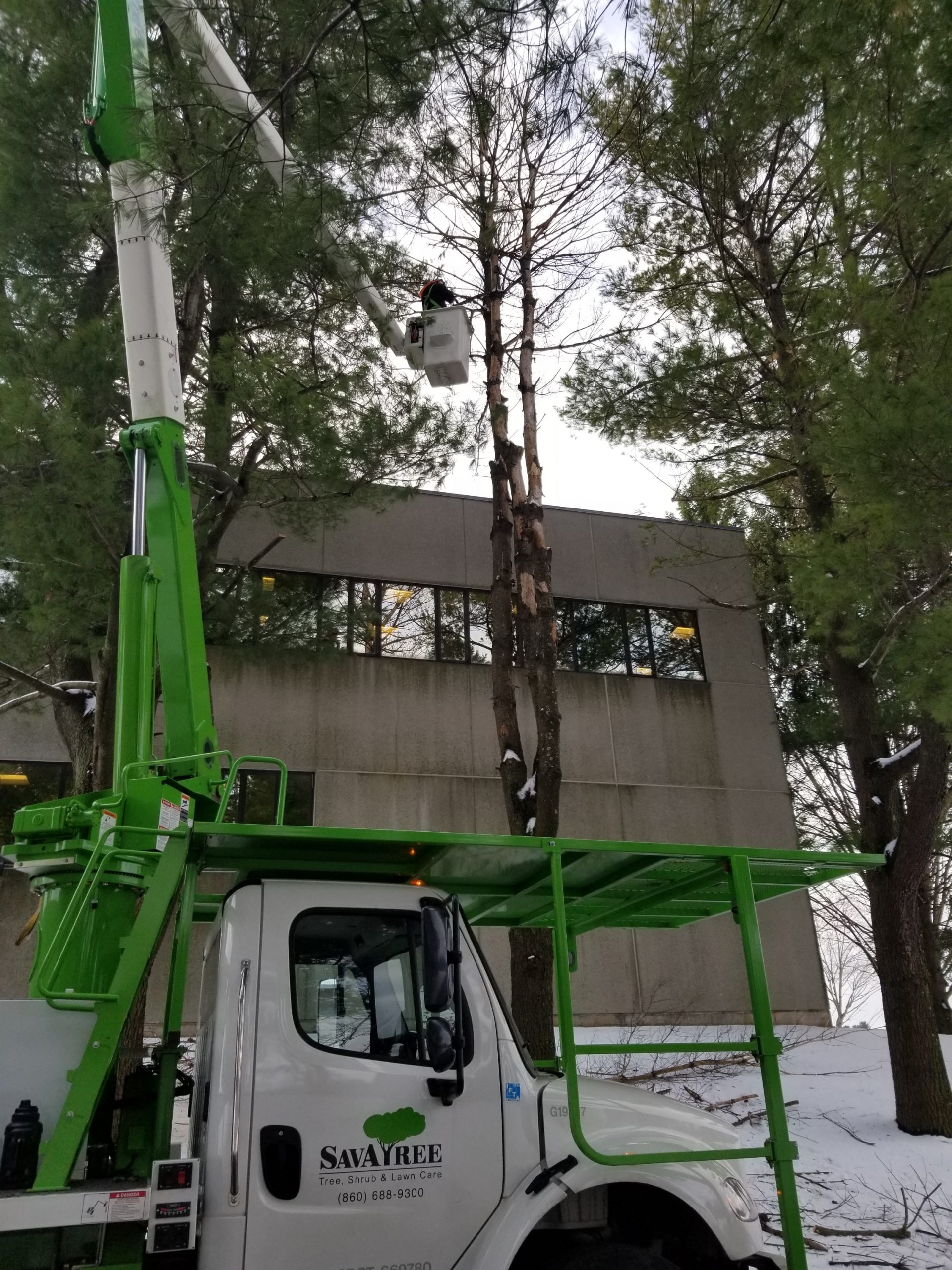 Manchester CT Tree Removal