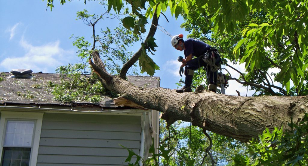 Emergency Tree Service | Emergency Tree Removal Services