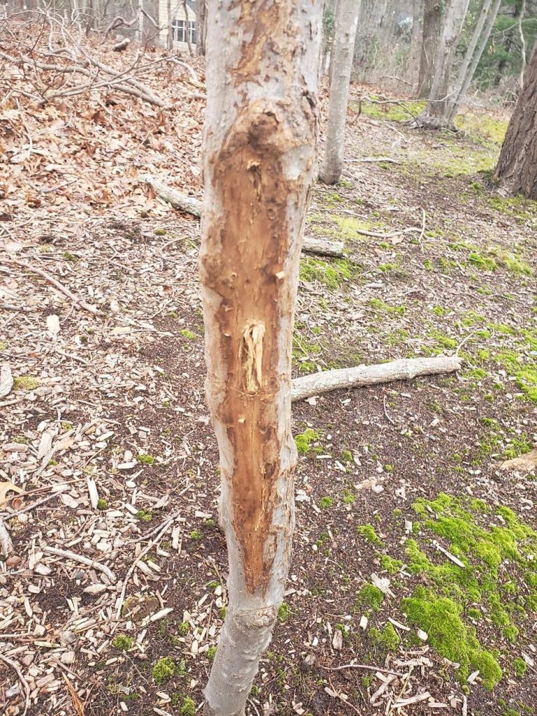Deer Damage Prevention in Long Island, NY