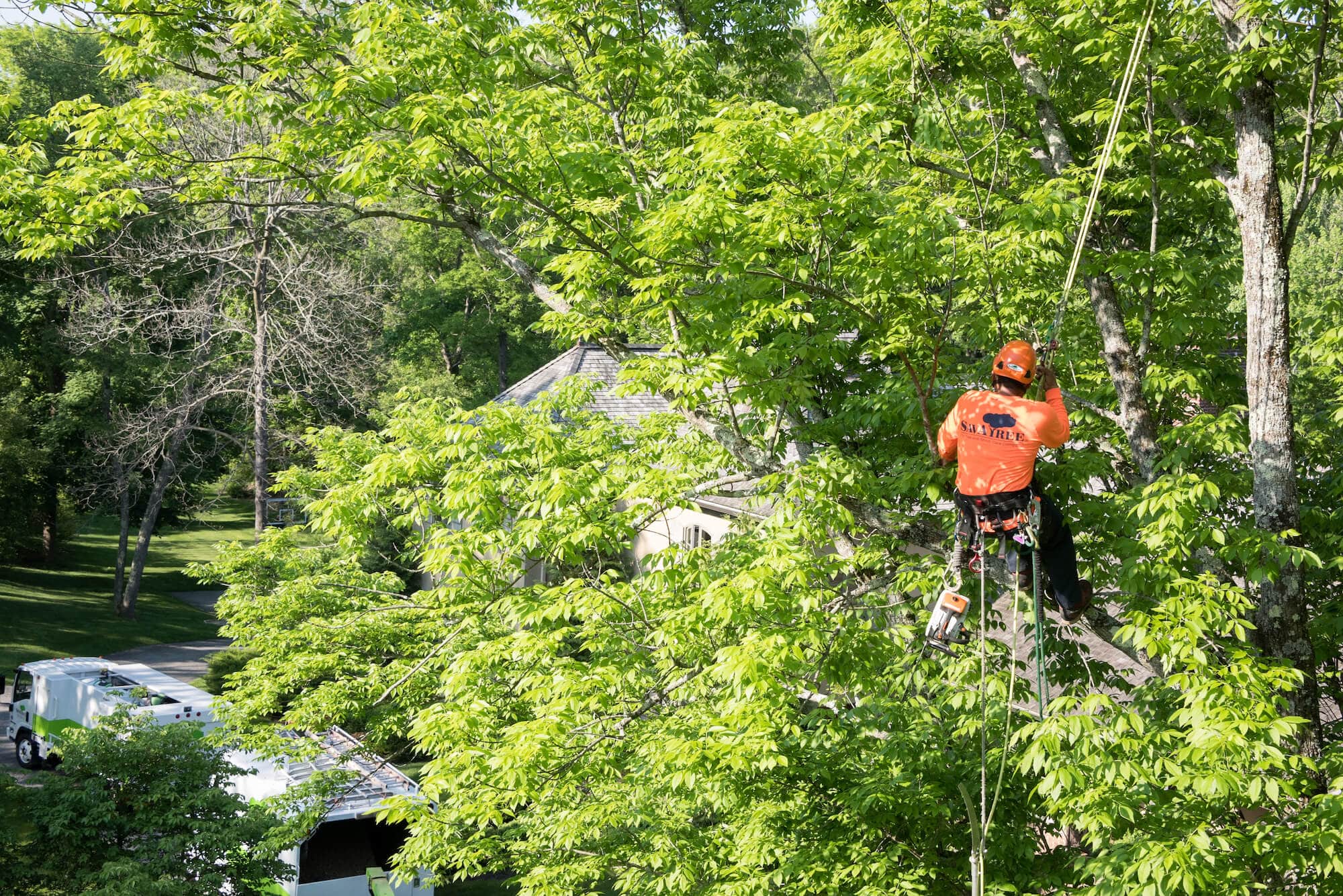 Tree Removal Services Performed by Experts